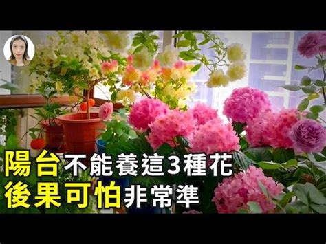 陽台可以種玫瑰花嗎|陽臺種玫瑰花，怎樣才能養活？